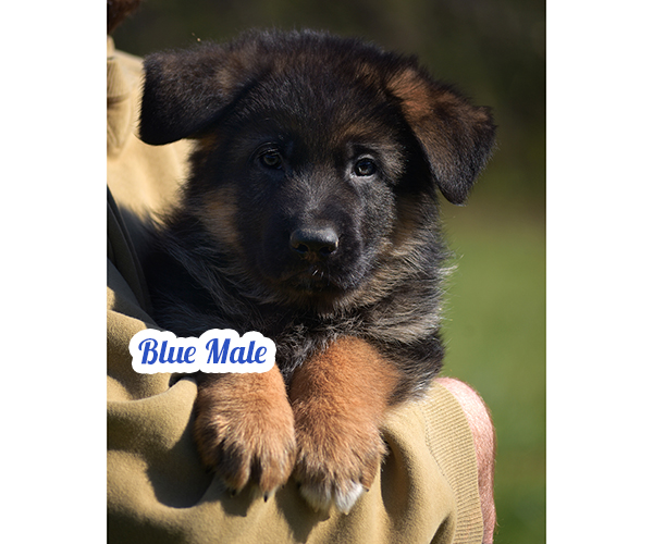 male long coat all black european showline German Shepherd Puppy for Sale in Maryland, Pennsyvania, West Virginia, Virginia, East Coast, the best German Shepherd breeder in the USA